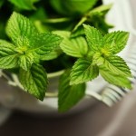 Back to Basics: Growing Your Own Food in an Apartment